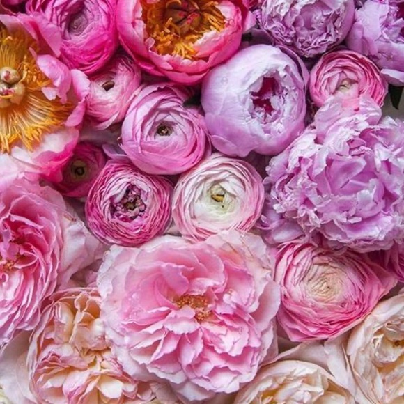 Meet your Posher, Claire - Picture 1 of 1